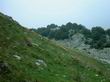 Chamois