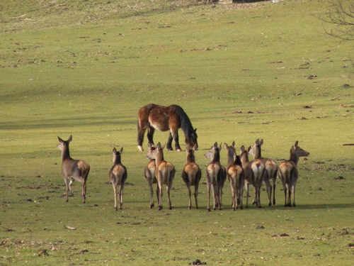 Cavalli sulla prateria
